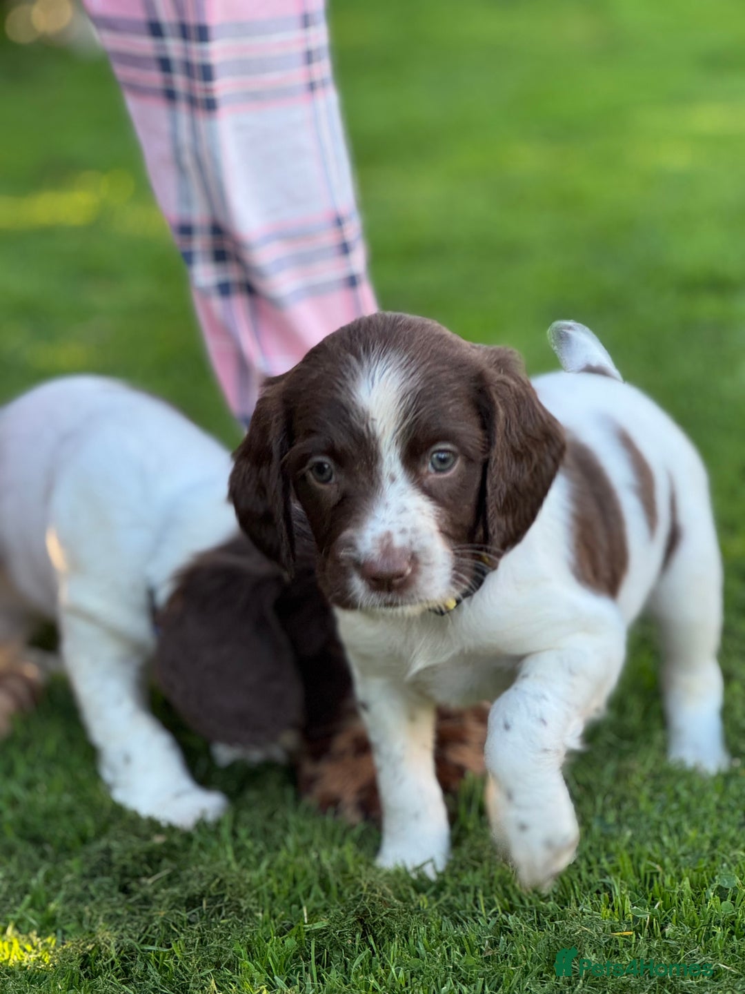 English Springer Spaniel dogs for sale: KC Registered Working Springer Spaniels  - Image 22