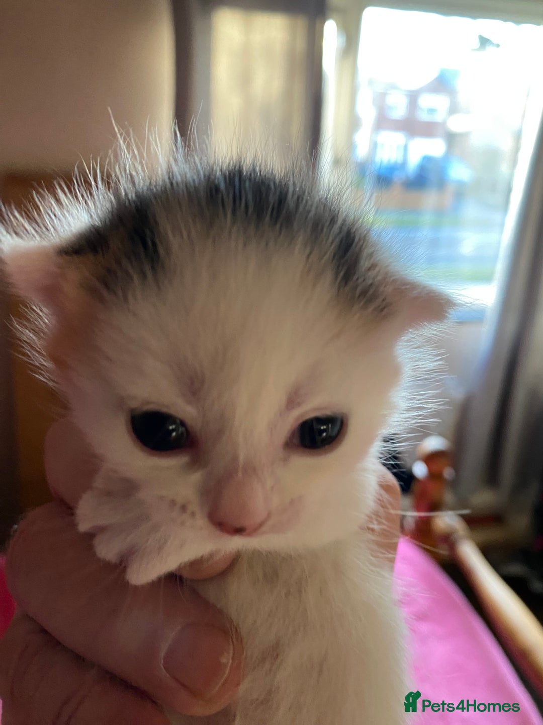 British Shorthair cats for sale: Beautiful baby kittens ready 23rd Dec - Advert 10