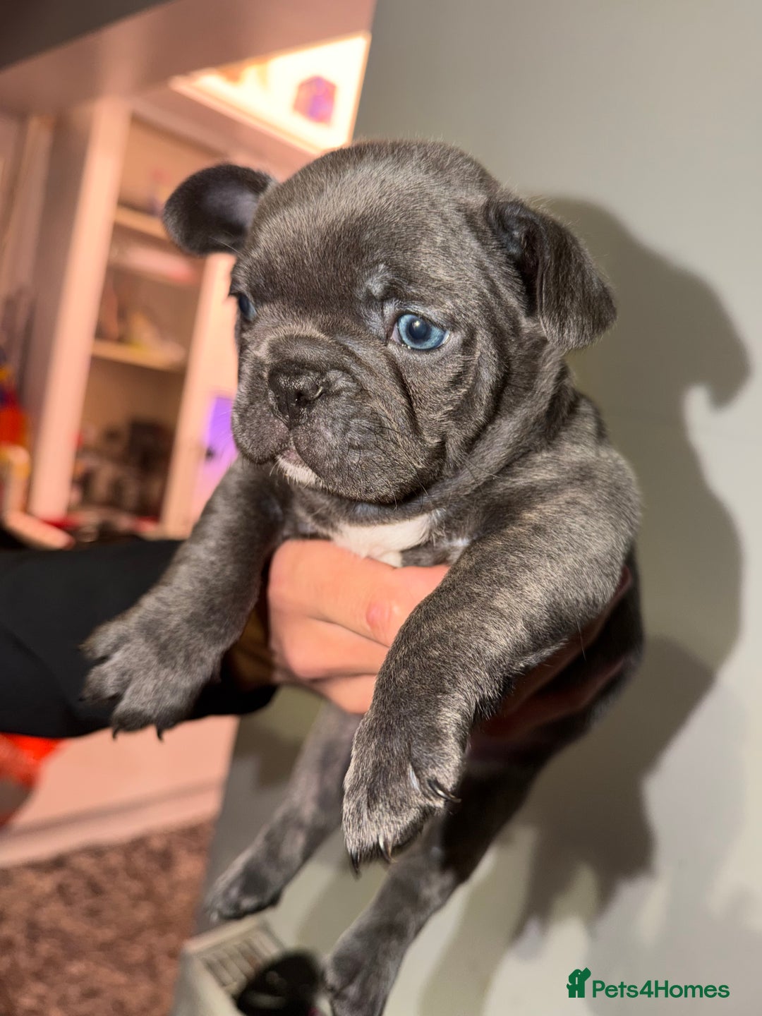 French Bulldog dogs for sale: Gorgeous Lilac, Pink Isabella, & Blue Frenchies - Advert 34