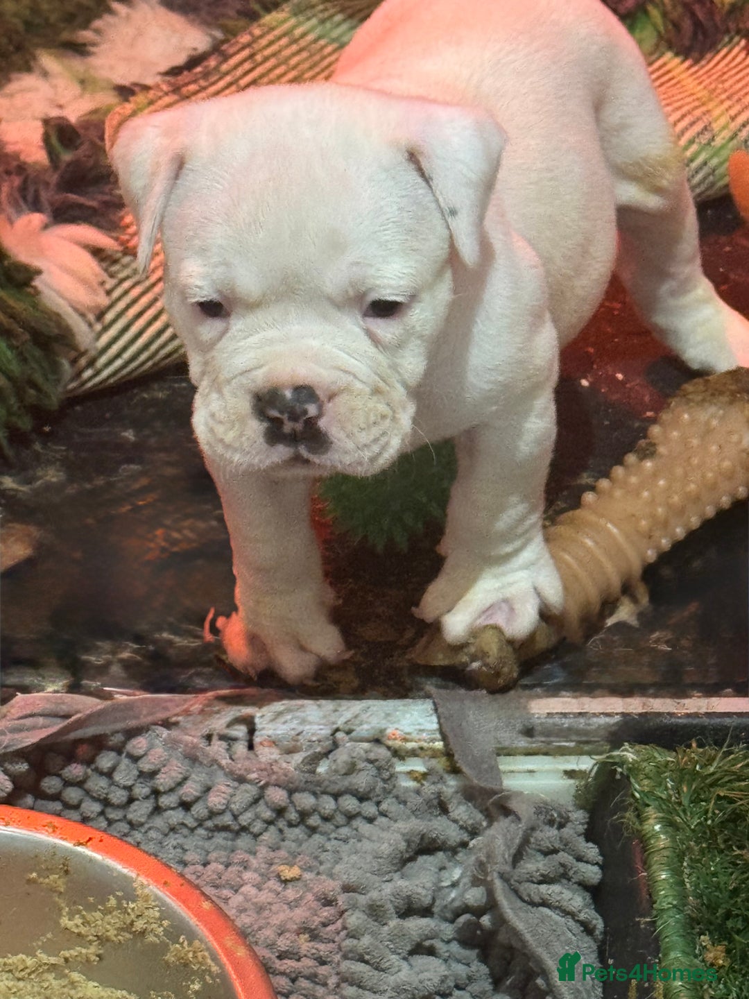 Olde English Bulldogge dogs for sale: (Reduced) Olde English Bulldogges puppies  - Advert 35