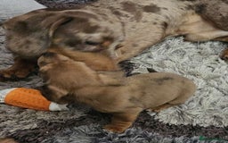 Mixed Breed dogs for sale: 4 Jack Russell cross Dachshund puppies - Image 28