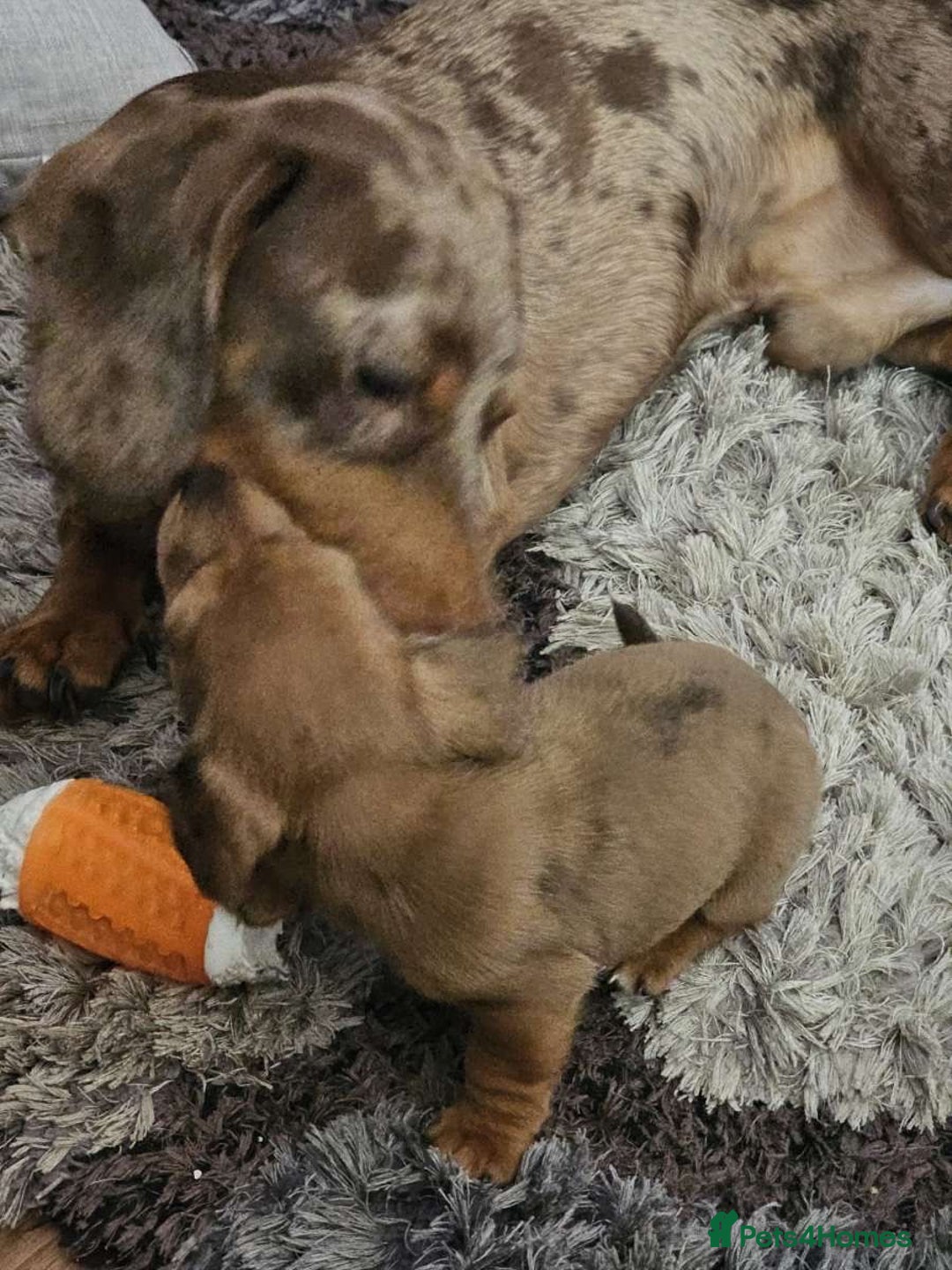 Mixed Breed dogs for sale: 4 Jack Russell cross Dachshund puppies - Image 28