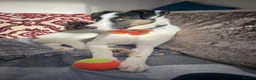 Mixed Breed dogs for sale: Panda in Bathgate - Advert 3