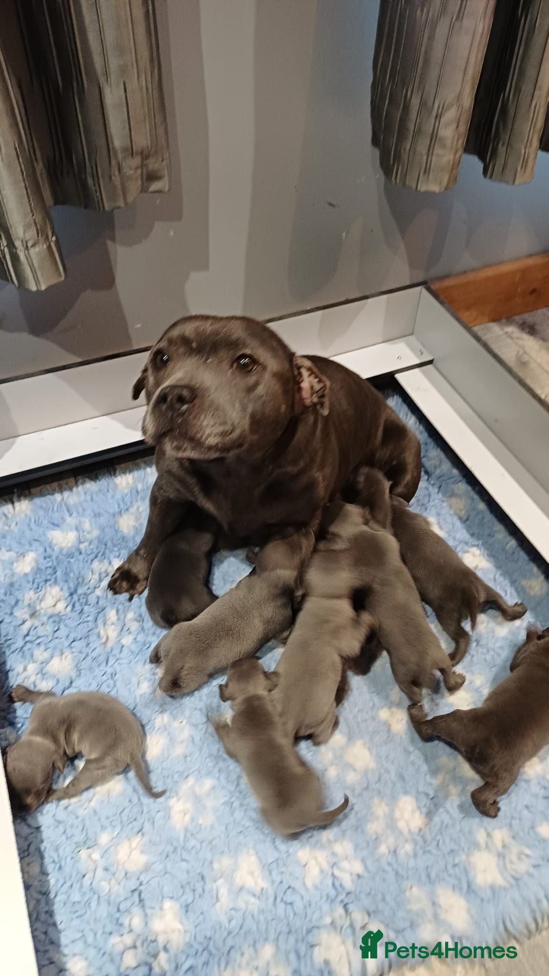 Staffordshire Bull Terrier dogs Blue Staffy Puppies - Advert 1