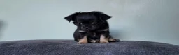 Chihuahua dogs for sale: Long haired chihuahua pups  in Rotherham - Advert 8