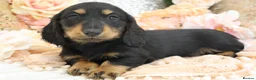 Miniature Dachshund dogs for sale: KC Miniature Dachshund Longhair Puppies - Advert 23