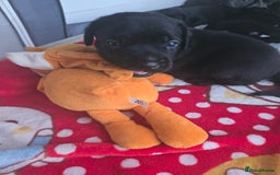 Cane Corso dogs for sale: Cane corso puppies rehom - Image 2