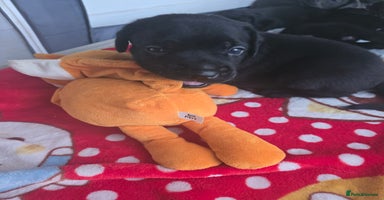 Cane Corso dogs - Advert 5