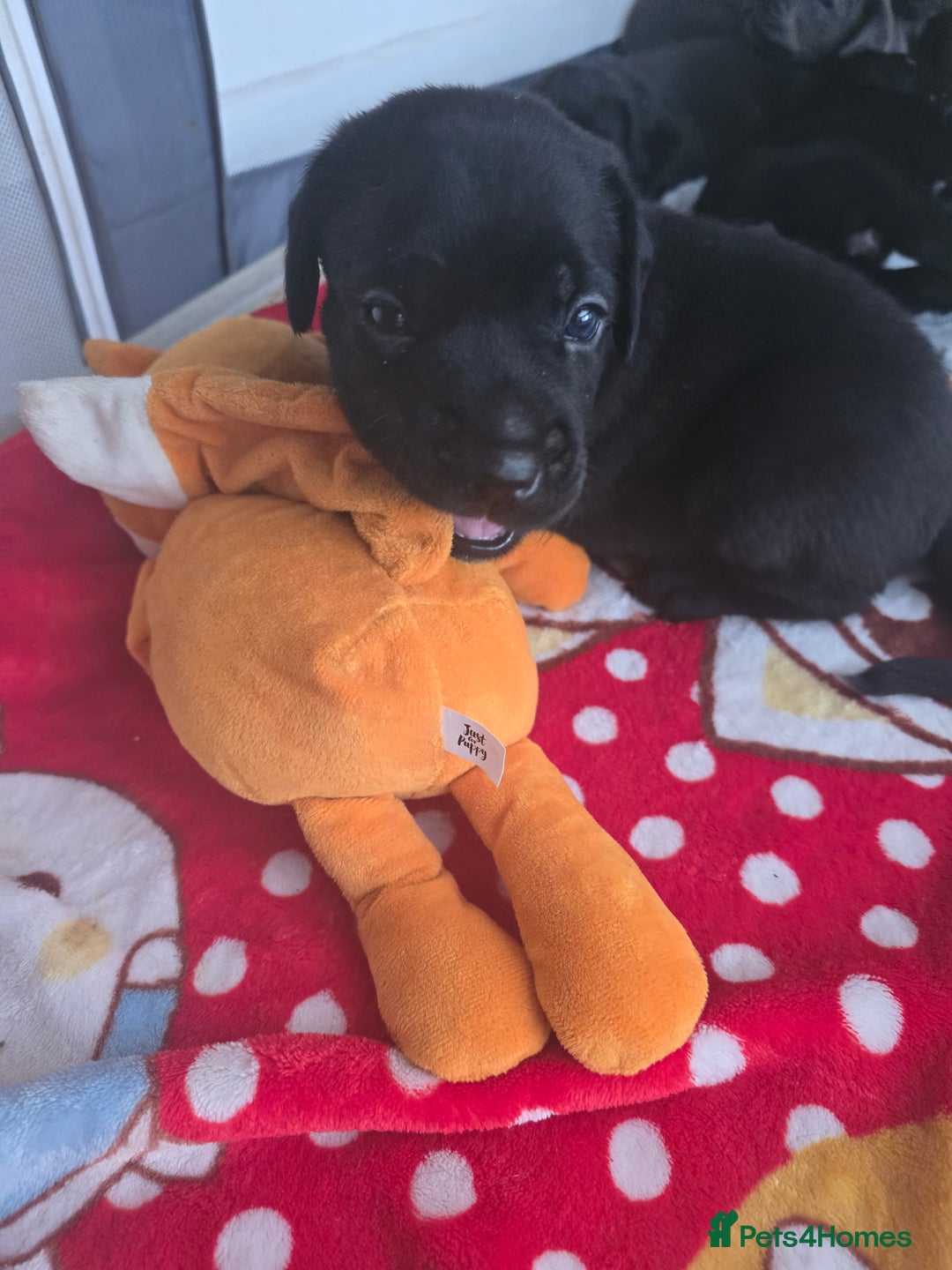 Cane Corso dogs for sale: Cane corso puppies rehom - Image 2