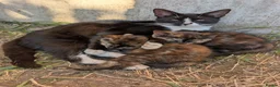 Mixed Breed cats for sale: Tortoiseshell female 2 kittens for sale Barnsley - Advert 3