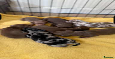 Miniature Dachshund dogs - Advert 12