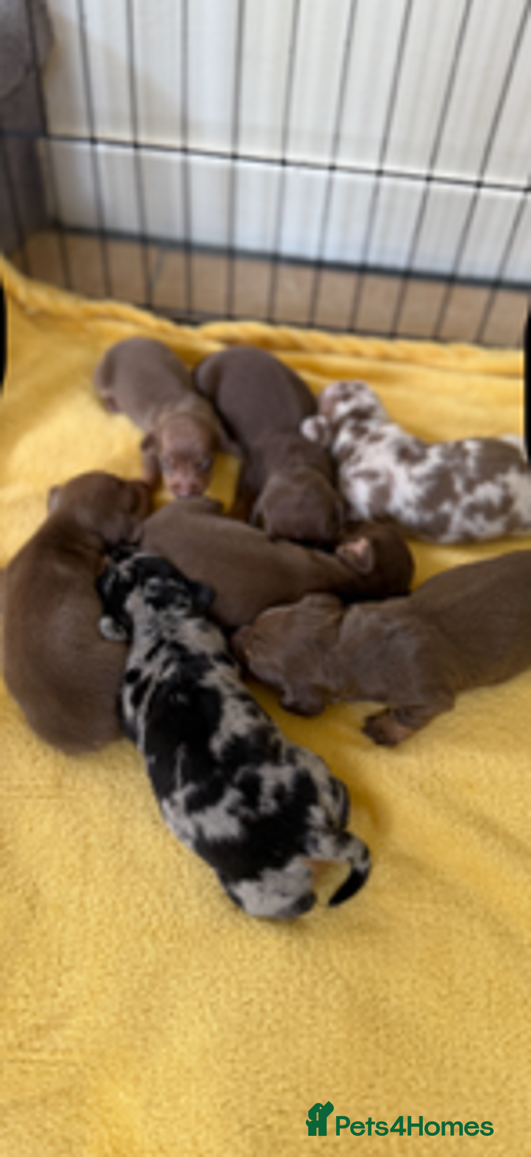 Miniature Dachshund dogs for sale: BEAUTIFUL MINIATURE DACHSHUNDS K.C REG!! - Image 2