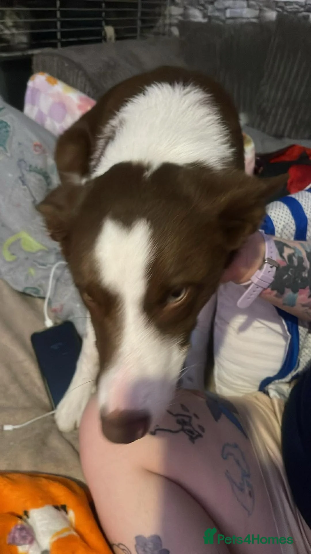 Border Collie dogs for sale: Beautiful boy pending collection - Advert 2