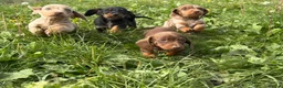 Miniature Dachshund dogs for sale: 2 girls 2 boys ready to go in 2 weeks  - Advert 2