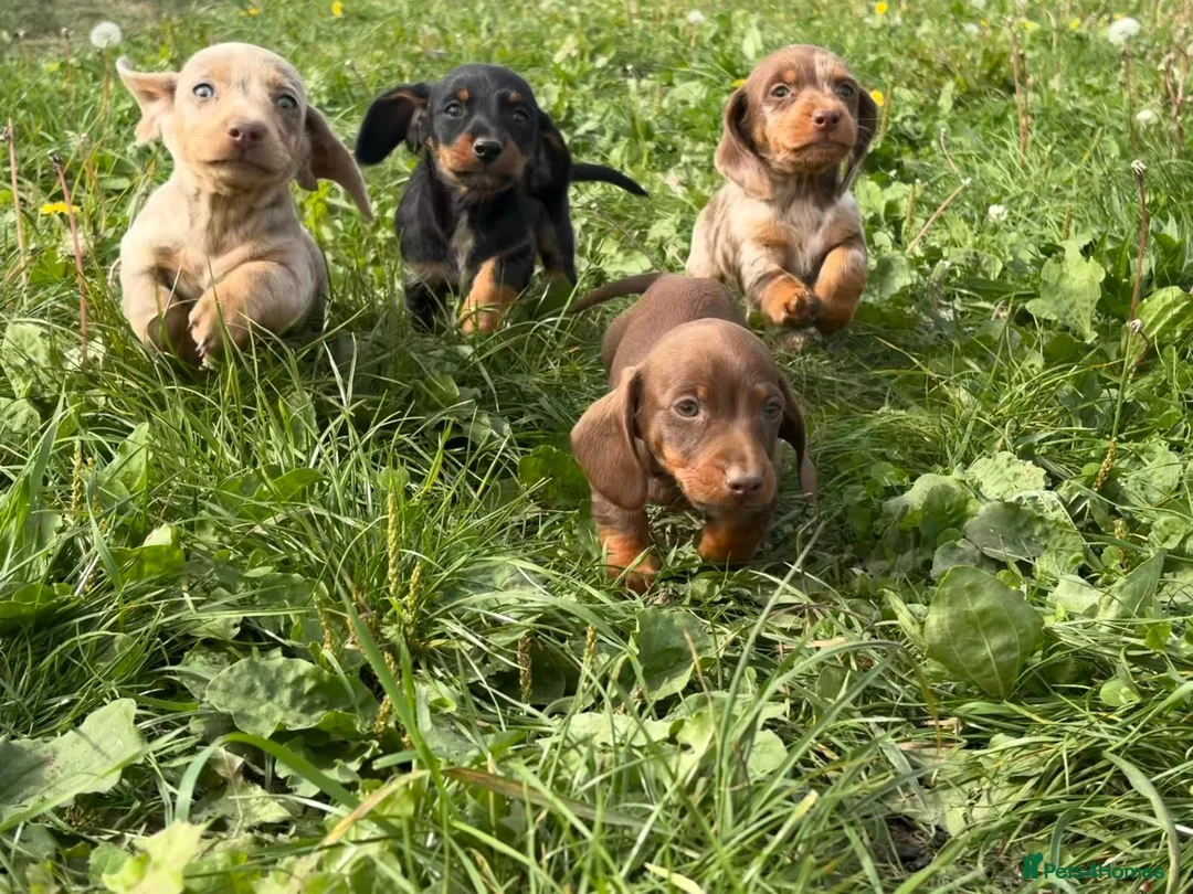 Miniature Dachshund dogs for sale: 2 girls 2 boys ready to go in 2 weeks  - Advert 2