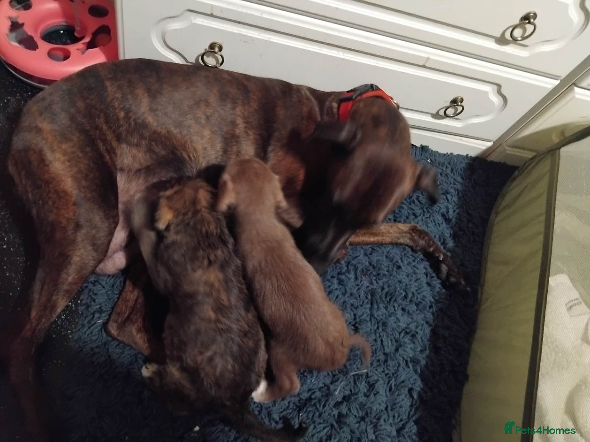 Mixed Breed dogs 2 Bedlington terrier cross lurcher pups - Advert 1