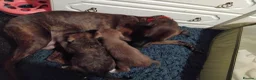 Mixed Breed dogs for sale: 2 Bedlington terrier cross lurcher pups in Romford - Advert 1