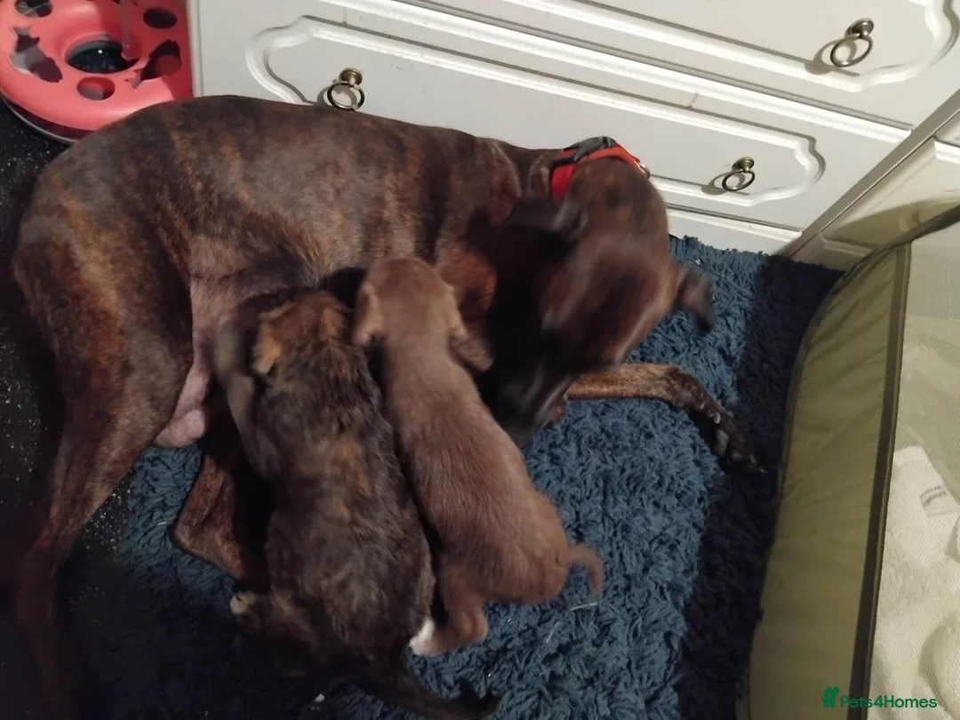 Mixed Breed dogs for sale: 2 Bedlington terrier cross lurcher pups in Romford - Advert 1