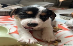 Jack Russell dogs for sale: Jack Russell puppies Lincolnshire  in Barrow-upon-Humber - Image 2
