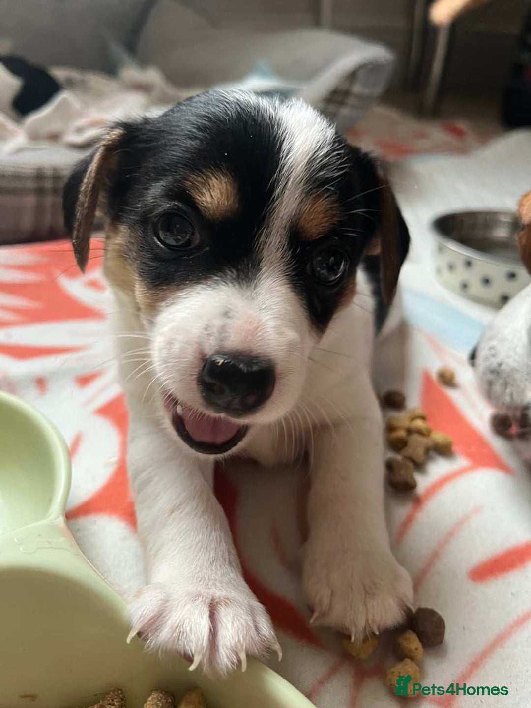 Jack Russell dogs for sale: Jack Russell puppies Lincolnshire  in Barrow-upon-Humber - Image 2
