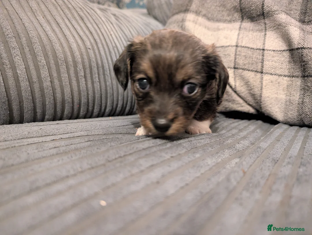 Mixed Breed dogs for sale: Beautiful small mixed breed puppies for sale - Advert 16