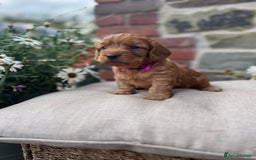 Cockapoo dogs for sale: Beautiful Toy F1 Cockapoo Puppies for sale - Image 8
