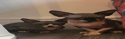Sphynx cats for sale: Ready Sphynx Kittens Looking for Their Forever 🏰 - Advert 9