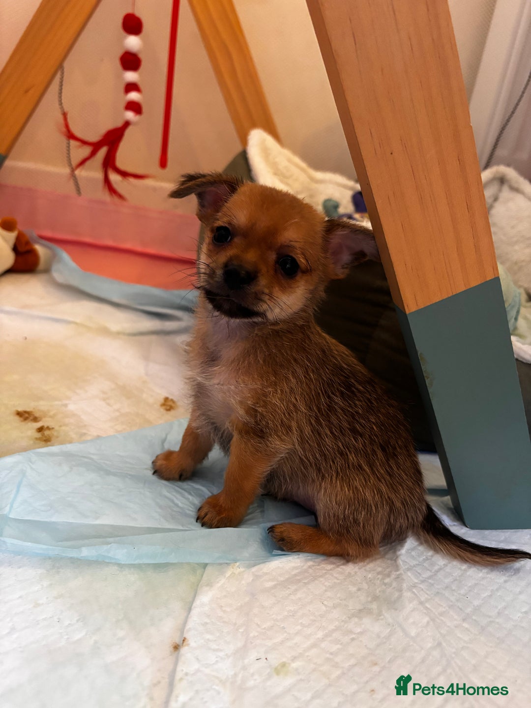 Chorkie dogs for sale: 2 male chorkie puppies for sale - Advert 3