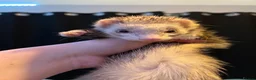 Ferret rodents for sale: Two hobs for rehoming. - Advert 30