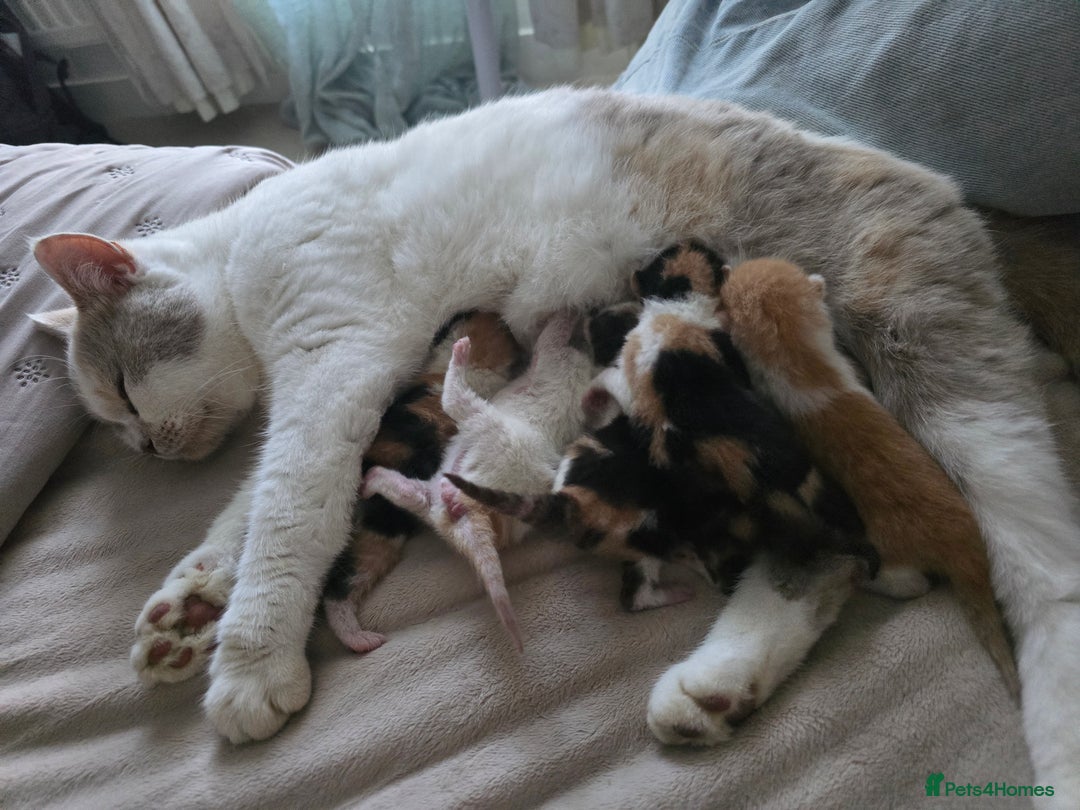 British Shorthair cats for sale: ☆AVAILABLE NOW☆ 5 half/British Shorthair kittens - Image 9