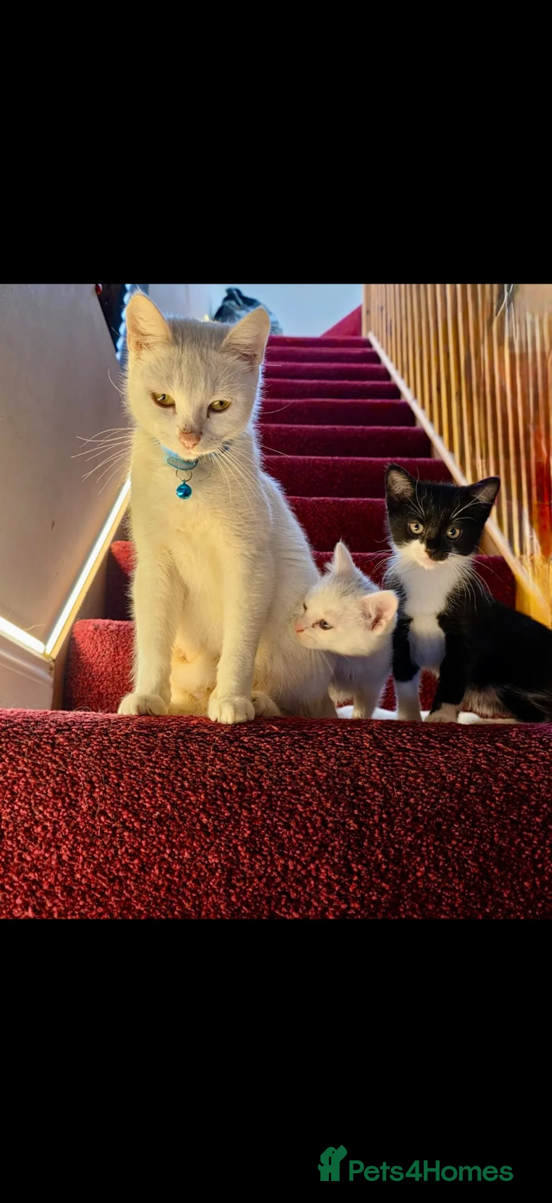 Mixed Breed cats for sale: Kittens for sale - Advert 1