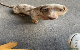 Miniature Dachshund dogs for sale: Miniature dachshund - Image 1