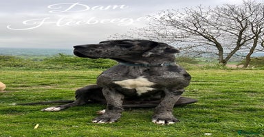 Great Dane dogs - Advert 10