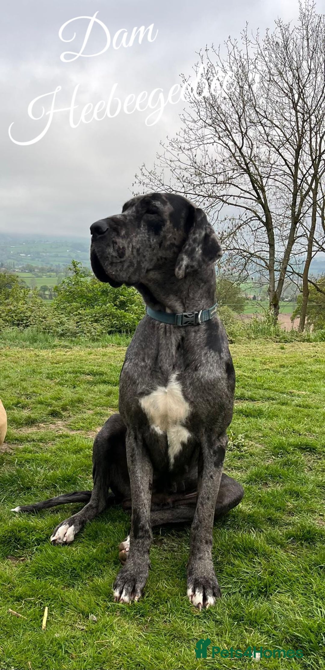 Great Dane dogs for sale: GREATEST DANE PUPS - KC Reg  - Advert 2