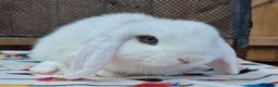 Mini Lop rabbits for sale: mini lops  2 does 1 buck and 1 lion lop buck left  - Advert 3