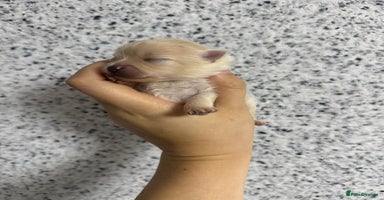 Pomeranian dogs - Advert 13