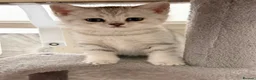 British Shorthair cats for sale: LAST BOY LEFT British Shorthair Chinchilla Kittens - Advert 2
