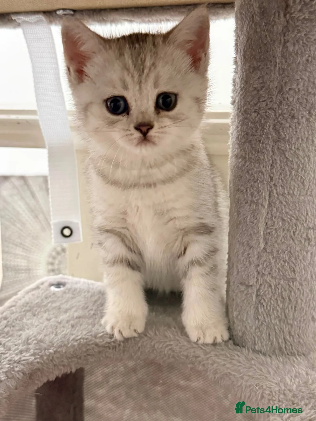 British Shorthair cats for sale: LAST BOY LEFT British Shorthair Chinchilla Kittens - Advert 2