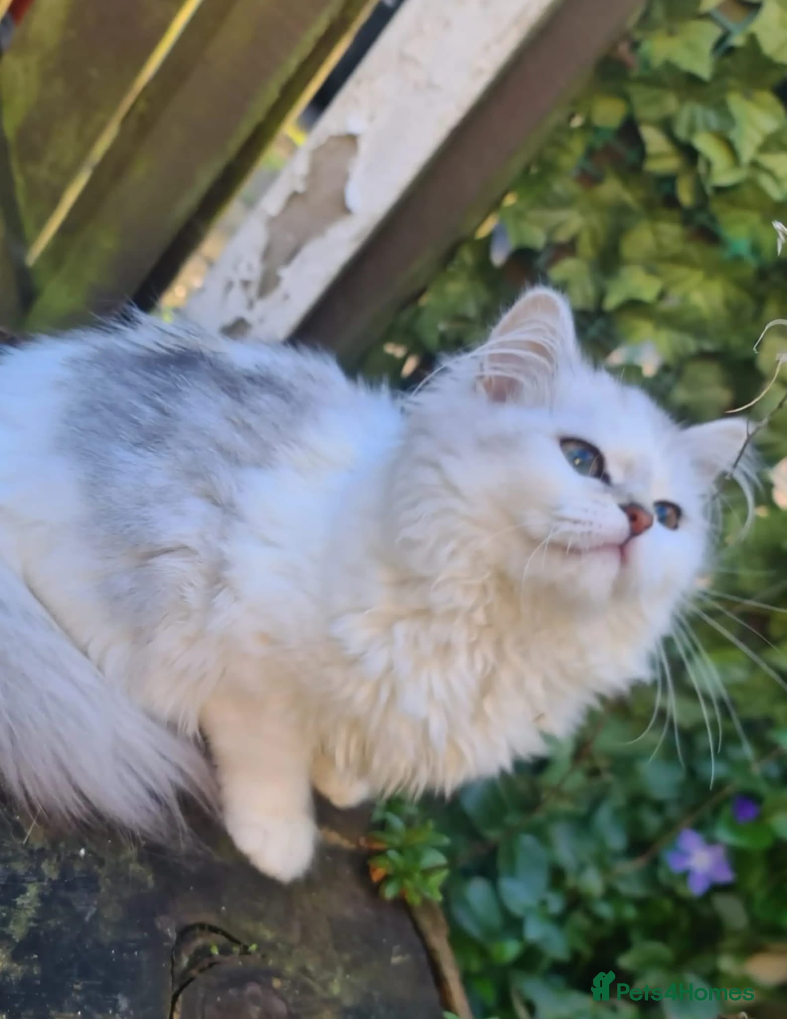 Mixed Breed cats Lovely Kittens for Sale 🐾 Low Allergy Risk  - Advert 2