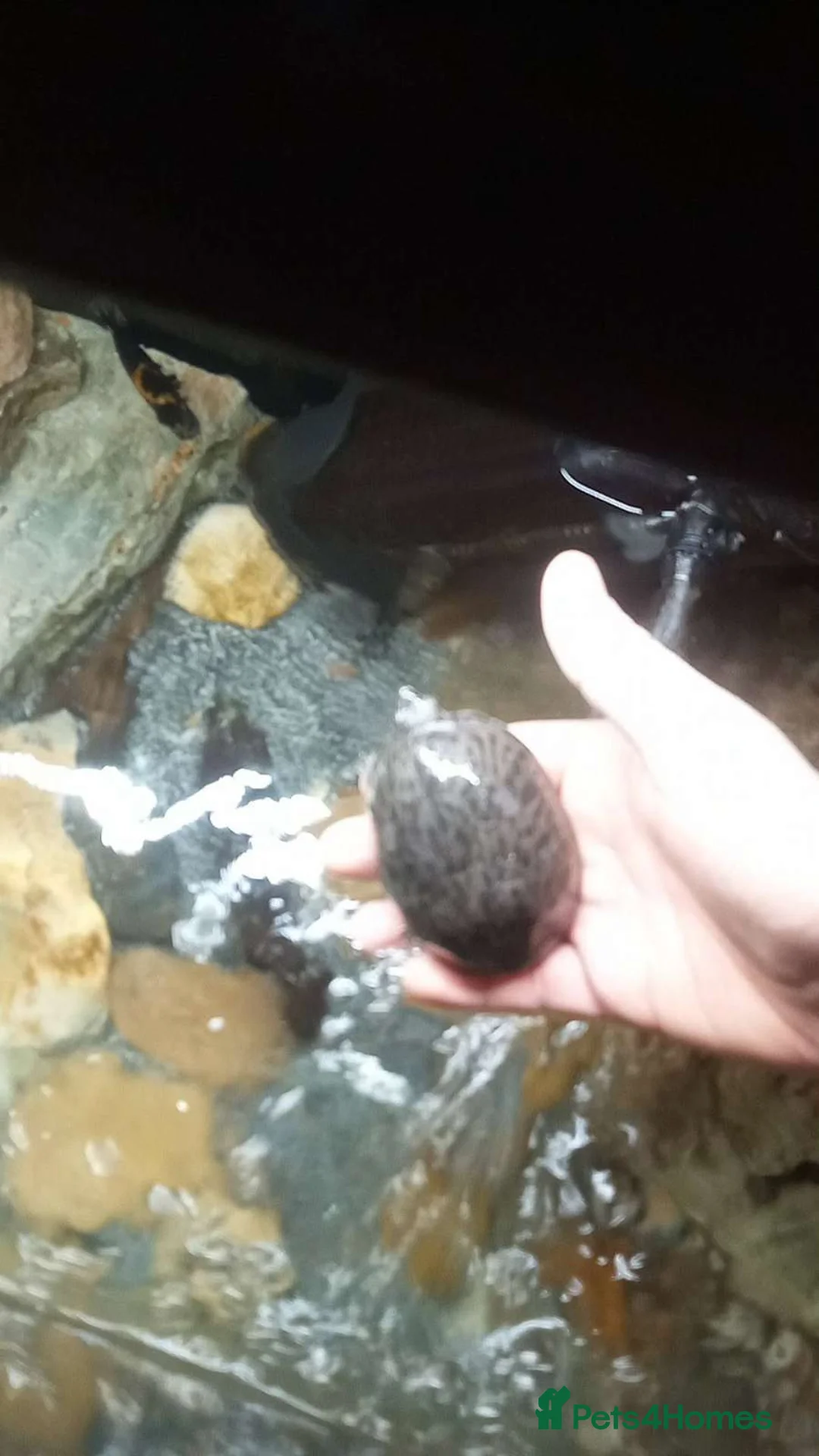 Other/Mixed Breed fish for sale: Baby musk turtles x3 in Stourbridge - Advert 2