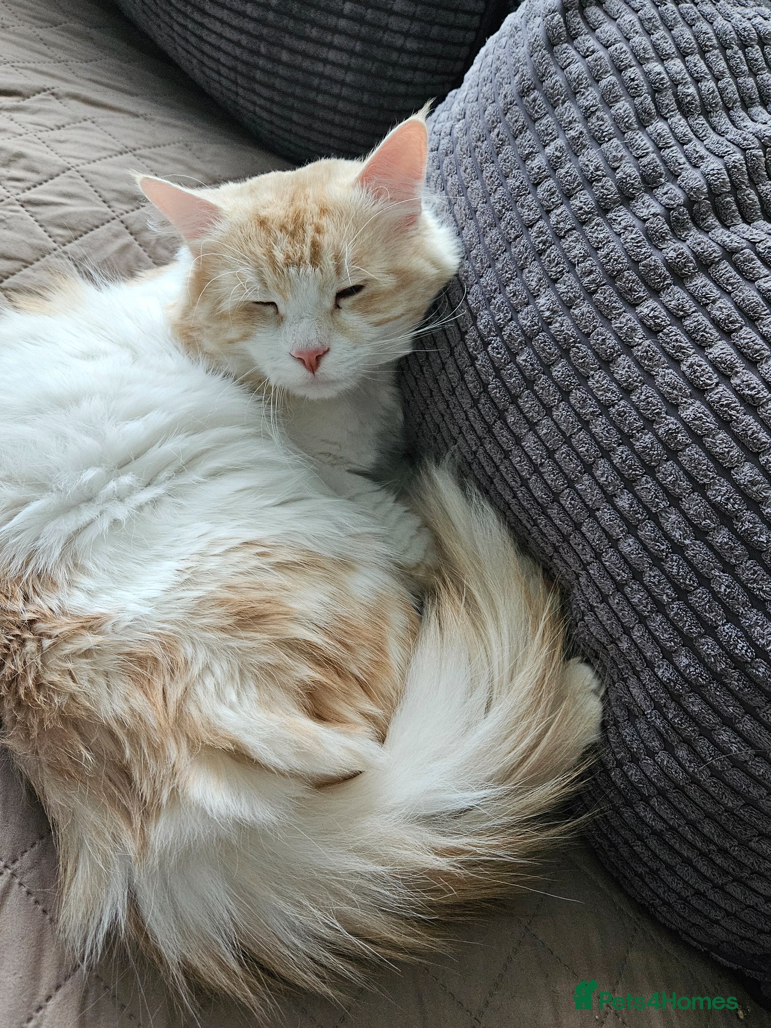 Siberian cats Beautiful Siberian kitten ready for a new home. - Advert 6
