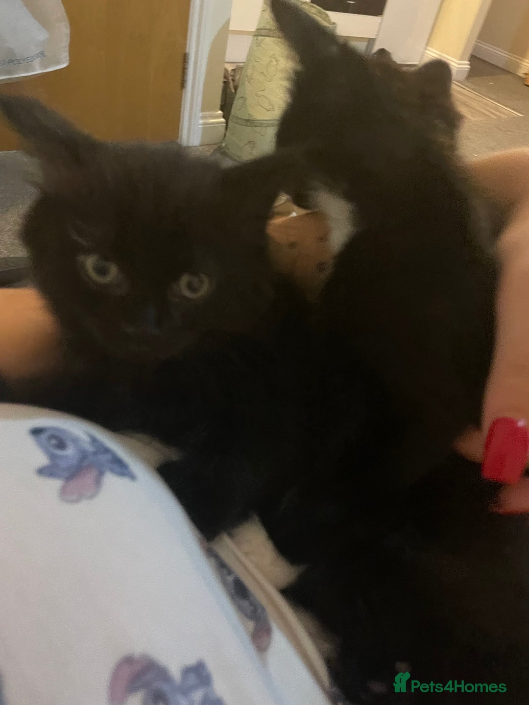 British Shorthair cats for sale: Two kittens  - Image 4