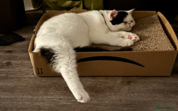 Exotic cats for sale: Exotic shorthair desperate to rehome - Image 8