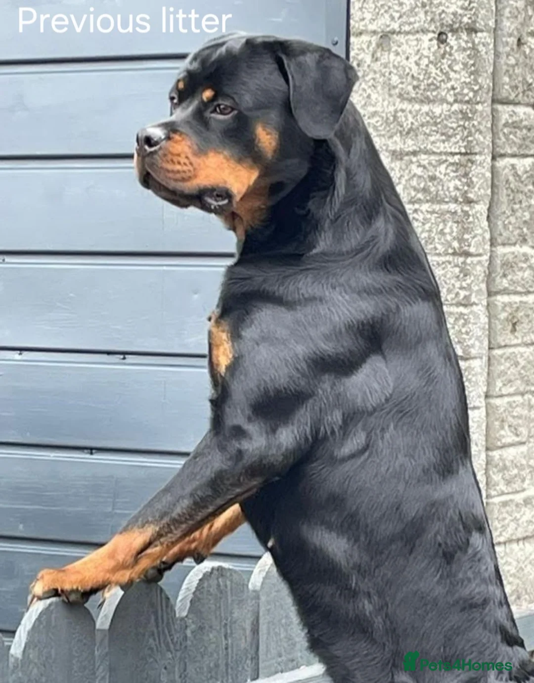 Rottweiler dogs for sale: 🩷BIG VIN GIRLS AVAILABLE🩷 - Advert 24