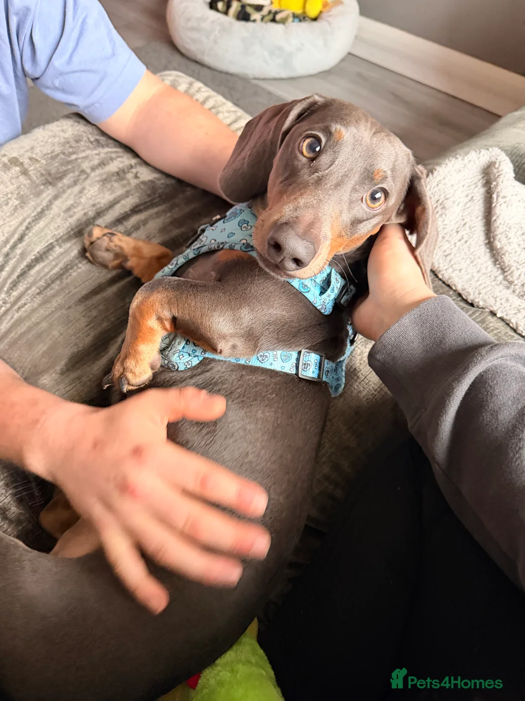 Dachshund dogs for sale: Dachshund looking for his forever home  in Bristol - Advert 2