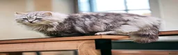 Siberian cats for sale: Retiring show cats in Billericay - Advert 7