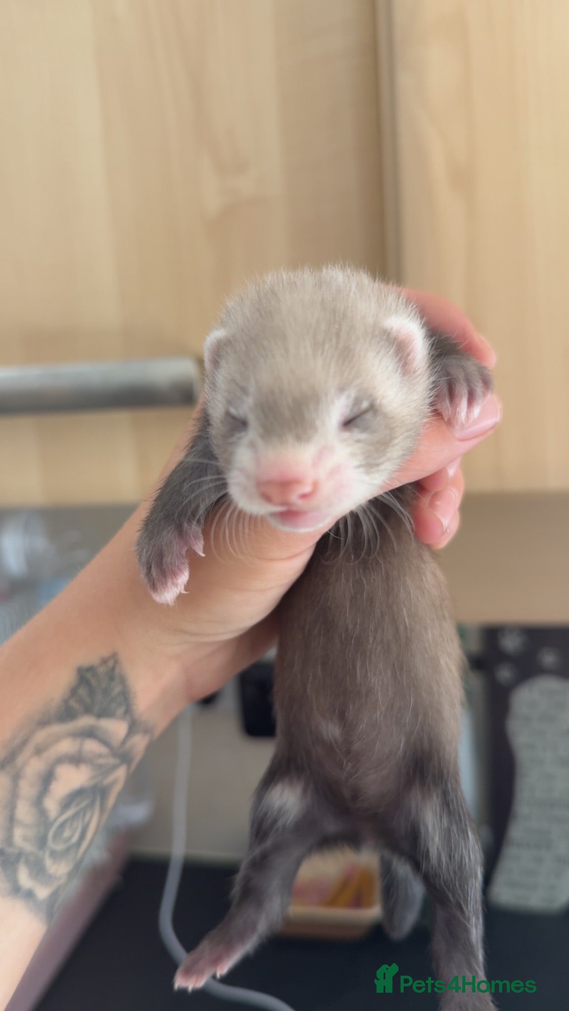 Ferret rodents Baby ferrets for sale  - Advert 13