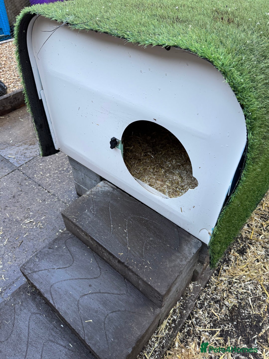 Chickens poultry for sale: Chickens for sale - Image 18