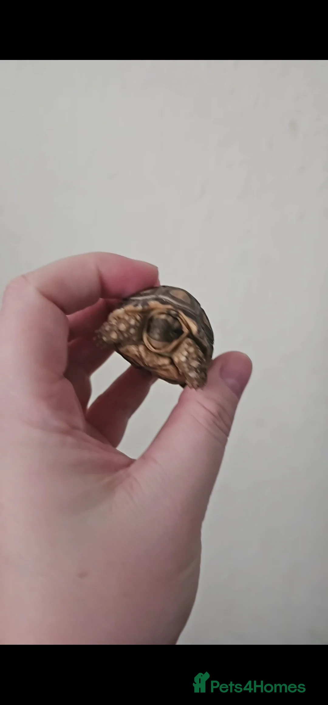 Tortoise reptiles for sale: Leopard tortoise - Advert 3
