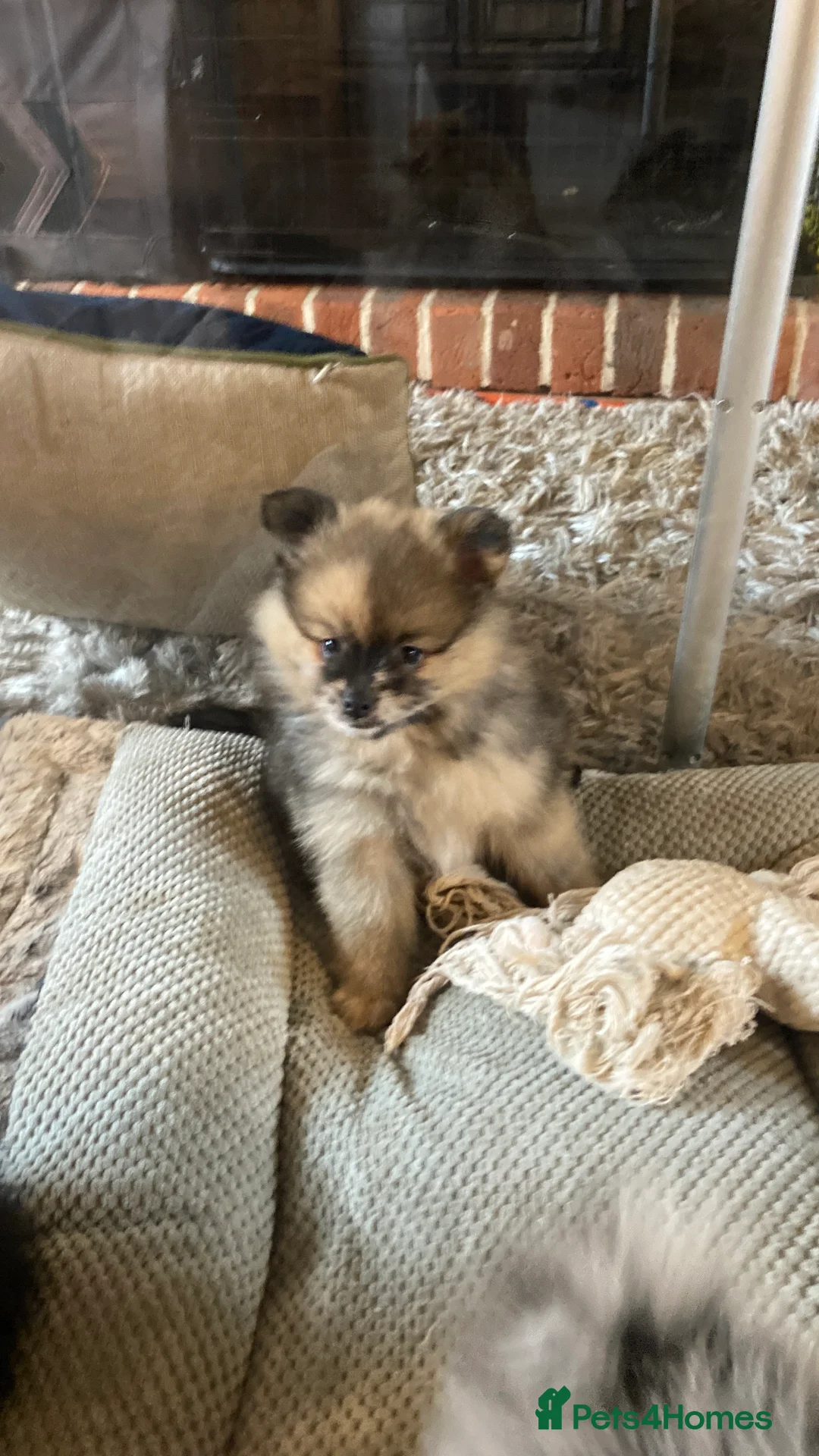 Pomeranian dogs for sale: Stunning litter of 6 Pomeranian Pups - Advert 25